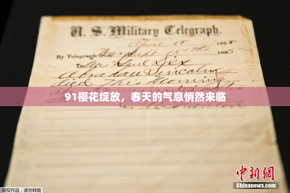 91樱花绽放，春天的气息悄然来临