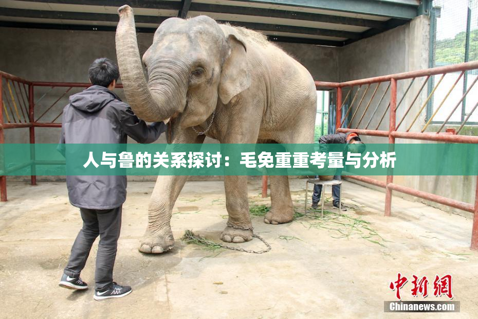 人与鲁的关系探讨：毛免重重考量与分析