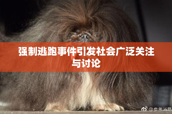强制逃跑事件引发社会广泛关注与讨论