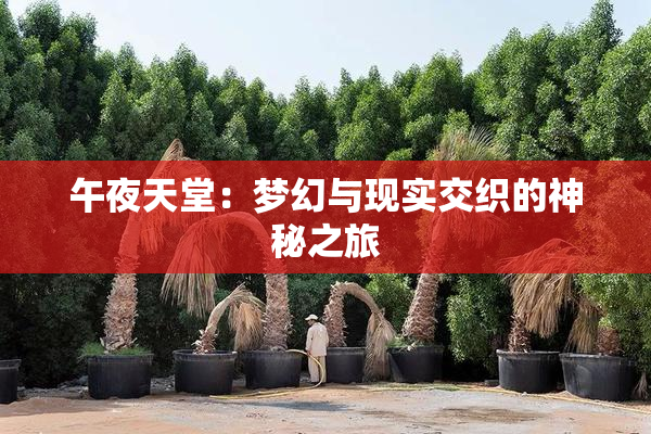 午夜天堂：梦幻与现实交织的神秘之旅