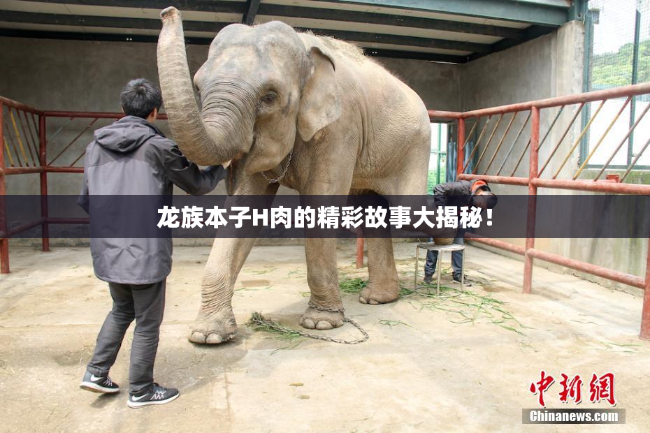 龙族本子H肉的精彩故事大揭秘！