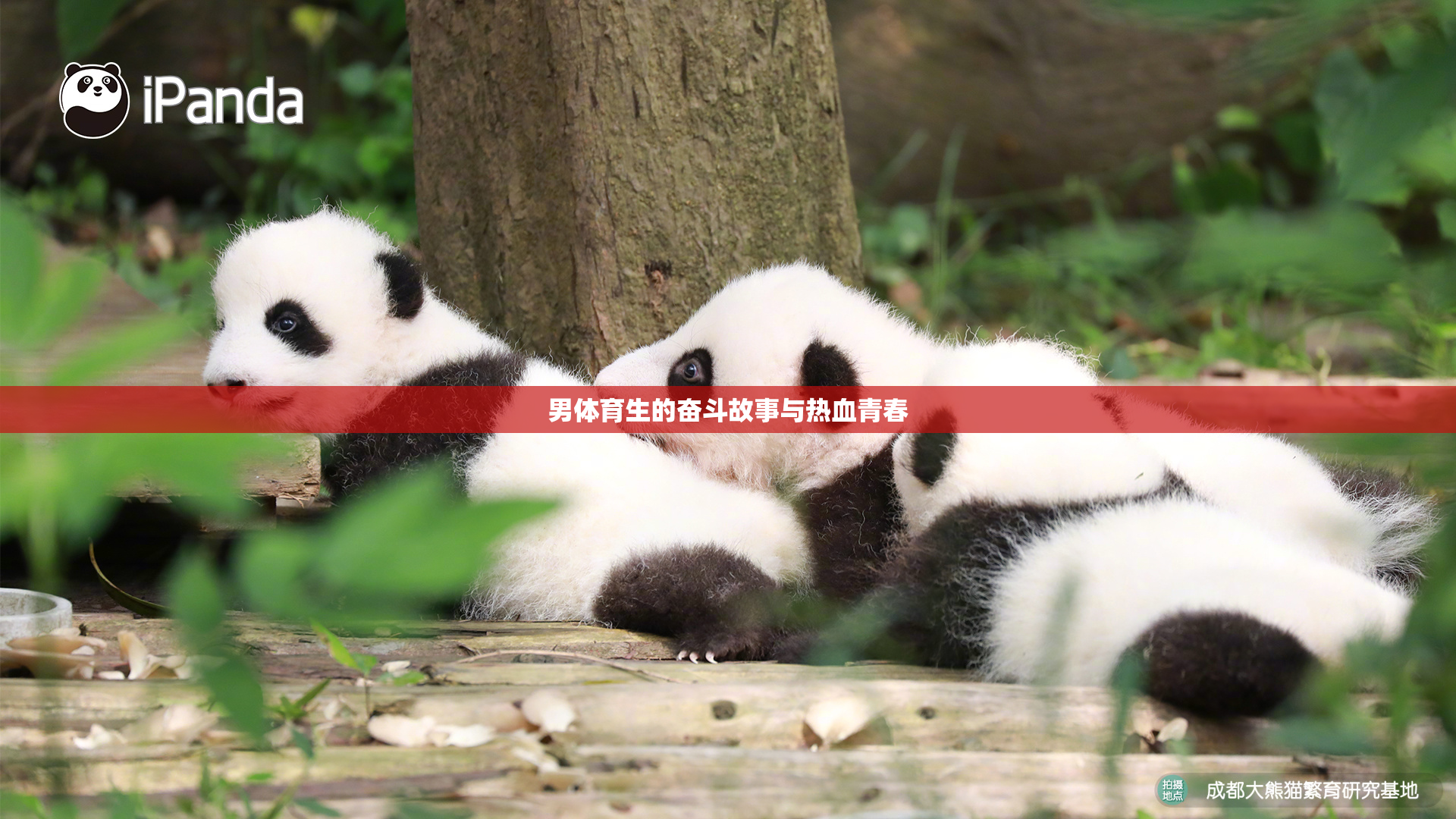 男体育生的奋斗故事与热血青春