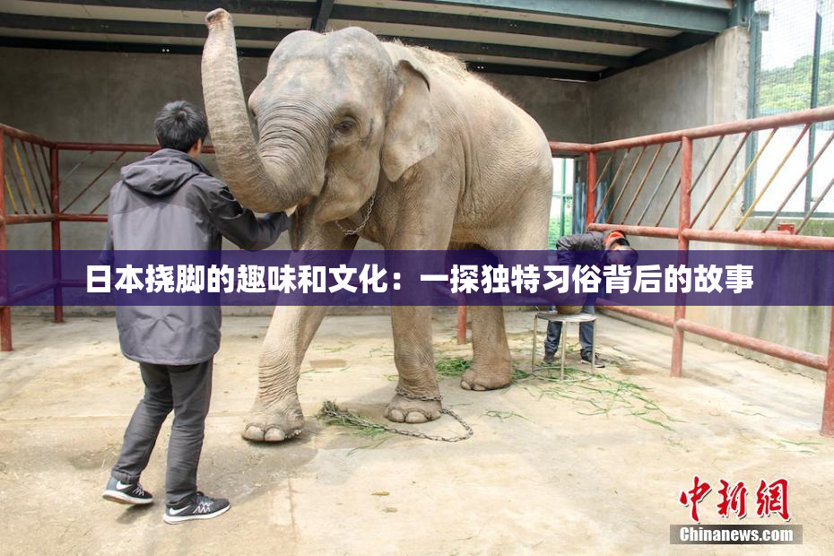日本挠脚的趣味和文化：一探独特习俗背后的故事