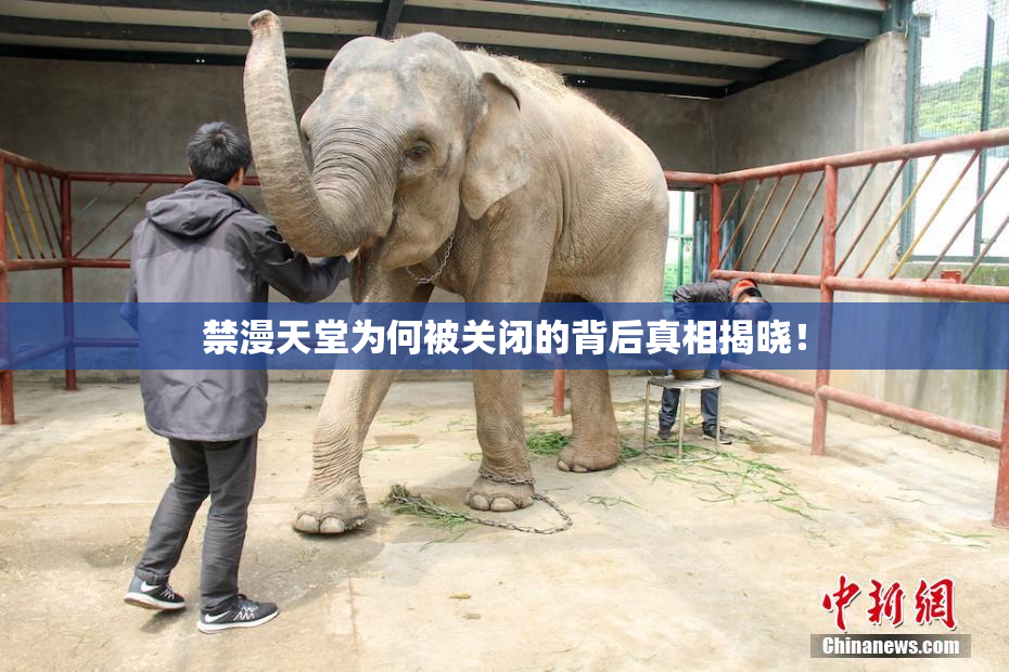 禁漫天堂为何被关闭的背后真相揭晓！