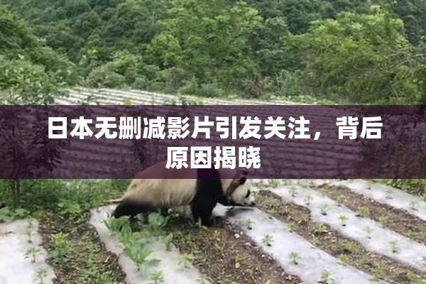 日本无删减影片引发关注，背后原因揭晓