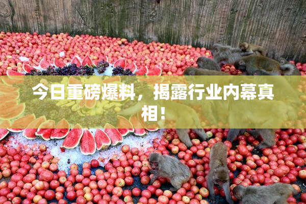 今日重磅爆料，揭露行业内幕真相！