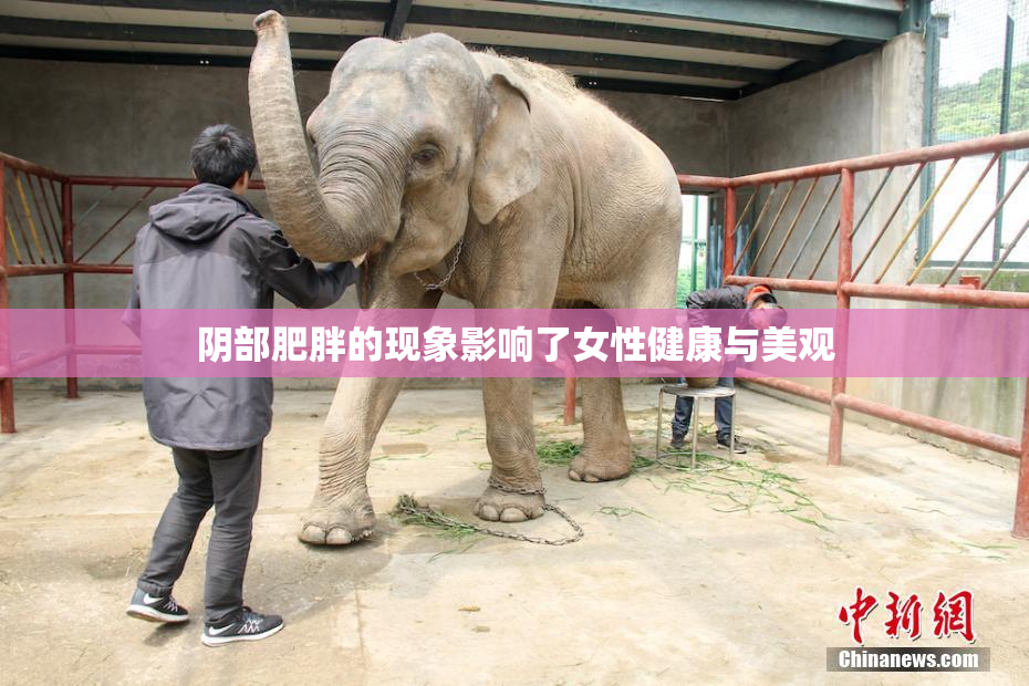 阴部肥胖的现象影响了女性健康与美观