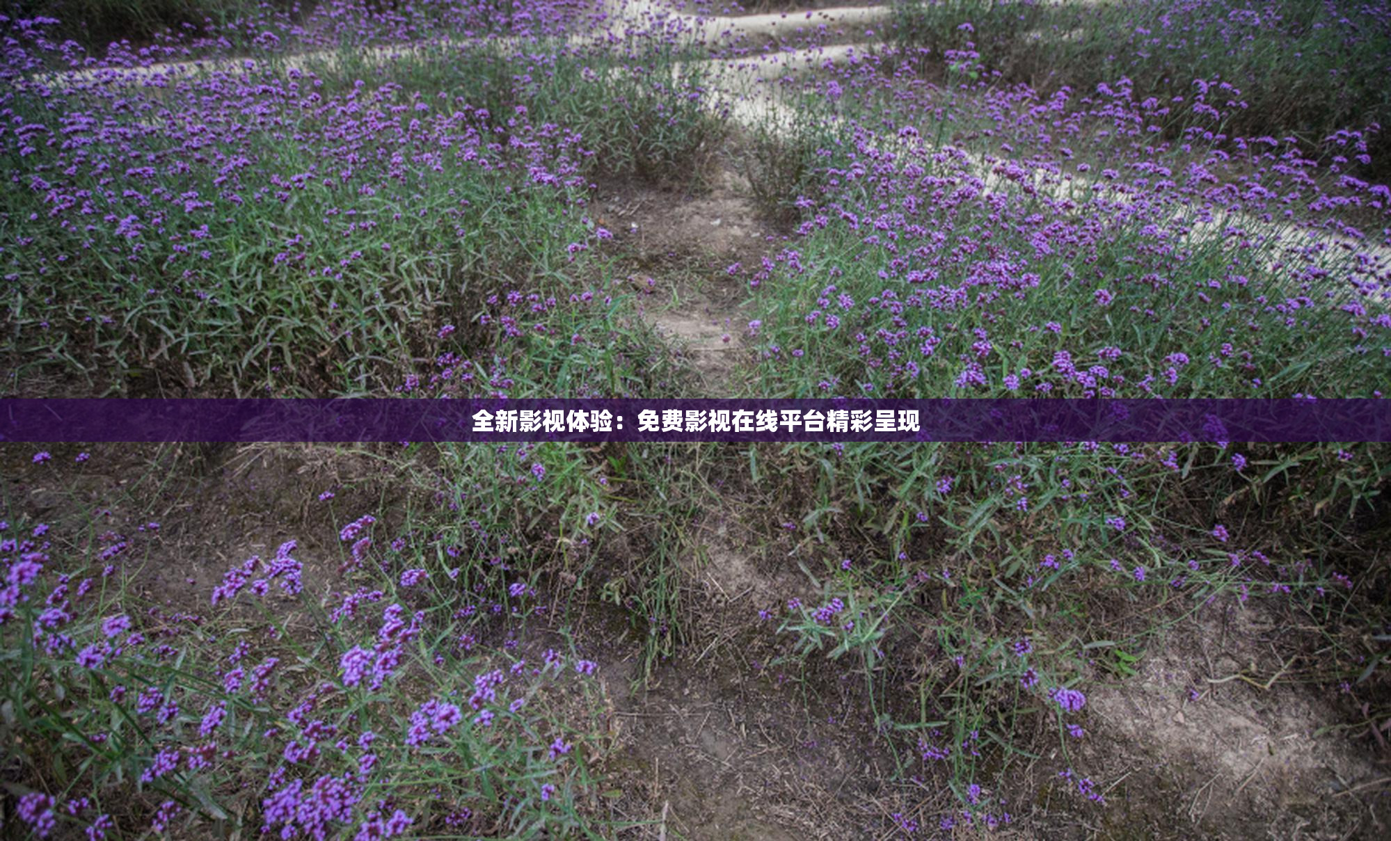 全新影视体验：免费影视在线平台精彩呈现