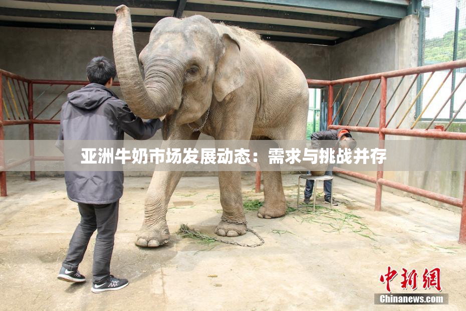 亚洲牛奶市场发展动态：需求与挑战并存