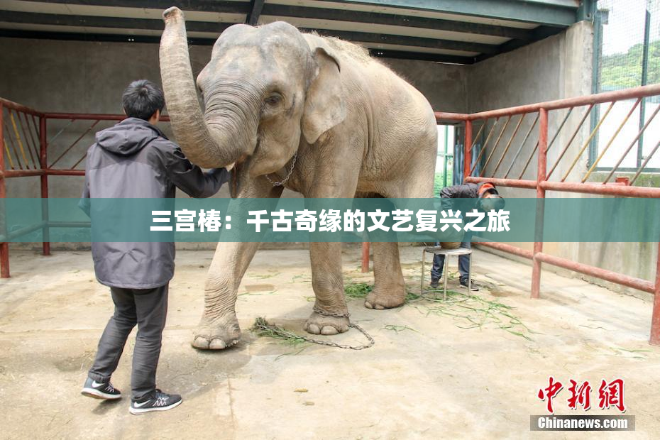 三宫椿：千古奇缘的文艺复兴之旅