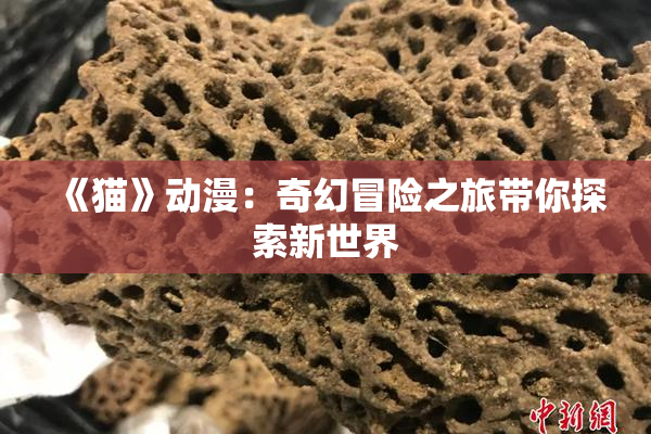 《猫》动漫：奇幻冒险之旅带你探索新世界