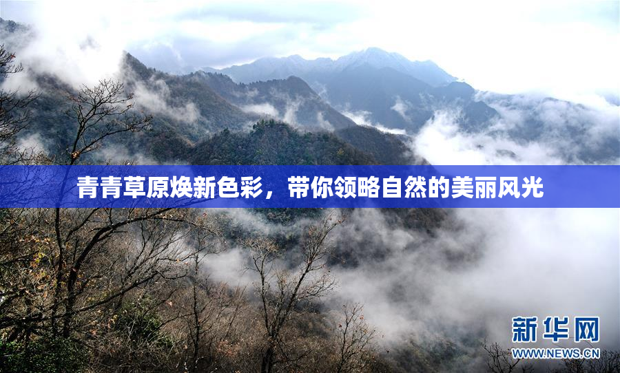 青青草原焕新色彩，带你领略自然的美丽风光