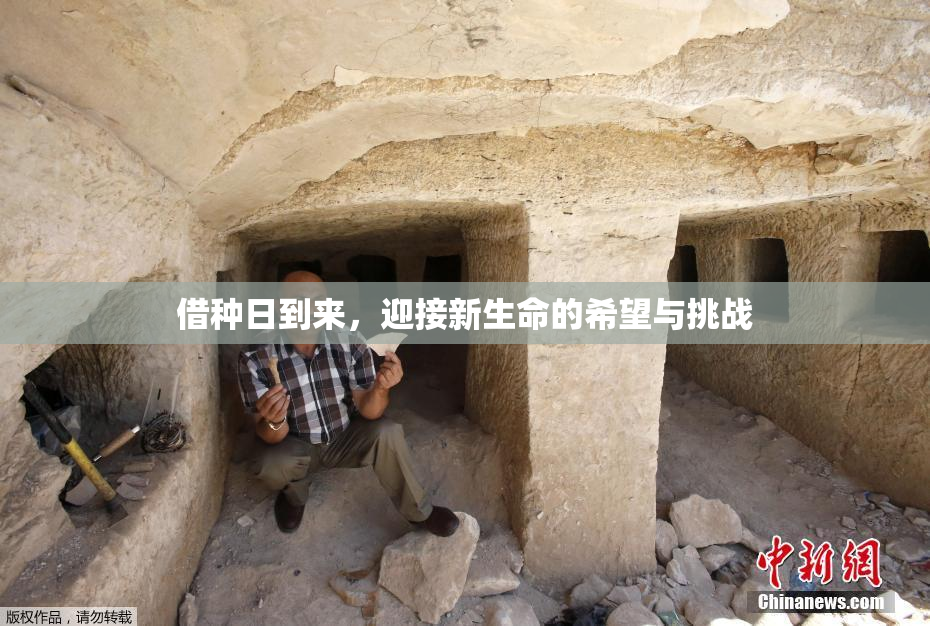 借种日到来，迎接新生命的希望与挑战