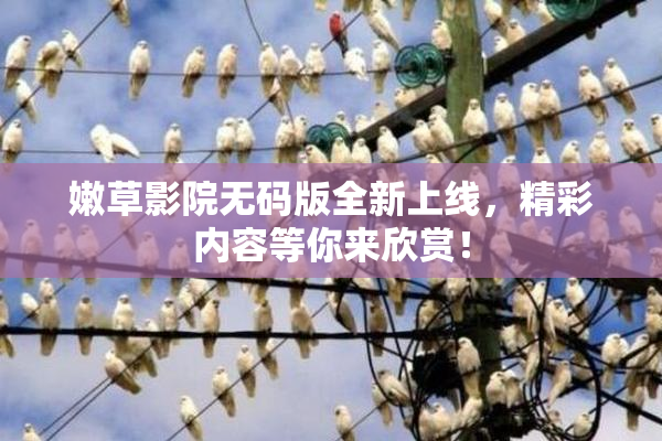 嫩草影院无码版全新上线，精彩内容等你来欣赏！