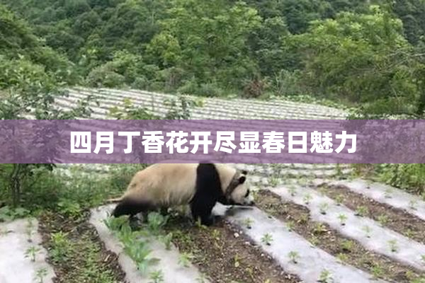四月丁香花开尽显春日魅力