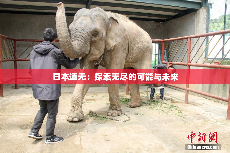 日本道无：探索无尽的可能与未来