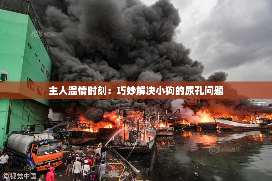 主人温情时刻：巧妙解决小狗的尿孔问题