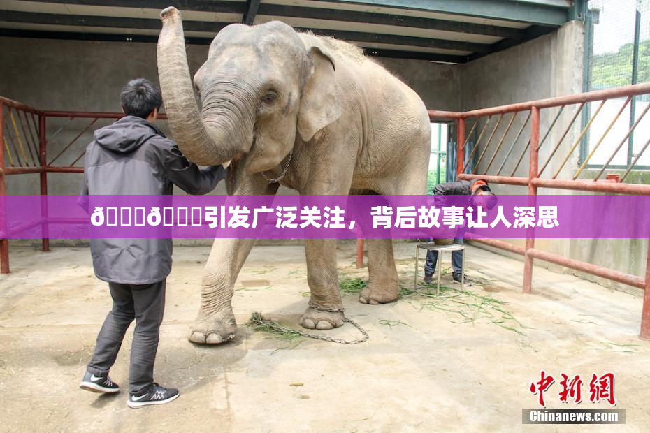 🐔🐔引发广泛关注，背后故事让人深思
