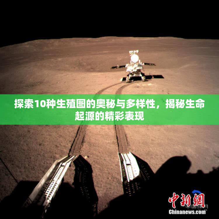 探索10种生殖图的奥秘与多样性，揭秘生命起源的精彩表现