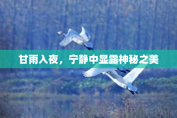 甘雨入夜，宁静中显露神秘之美