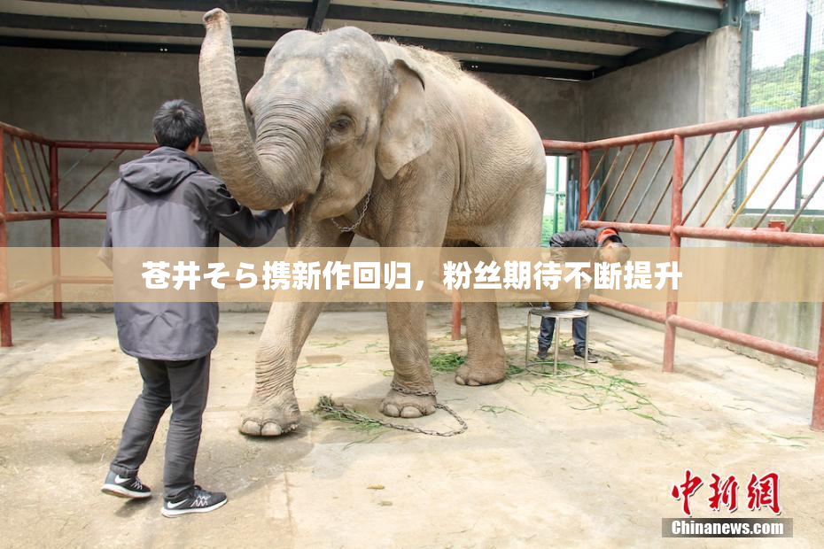 苍井そら携新作回归，粉丝期待不断提升
