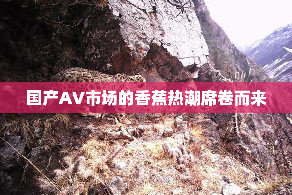 国产AV市场的香蕉热潮席卷而来