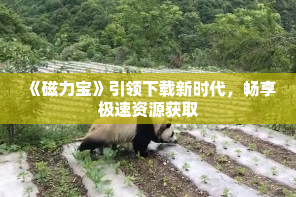 《磁力宝》引领下载新时代，畅享极速资源获取