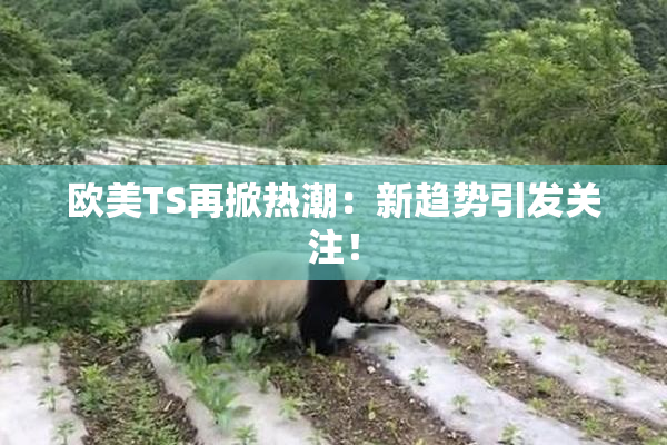 欧美TS再掀热潮：新趋势引发关注！