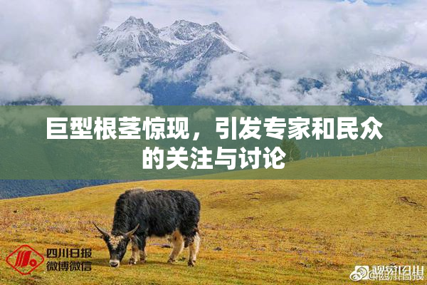巨型根茎惊现，引发专家和民众的关注与讨论