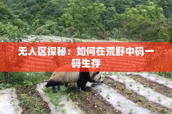 无人区探秘：如何在荒野中码一码生存