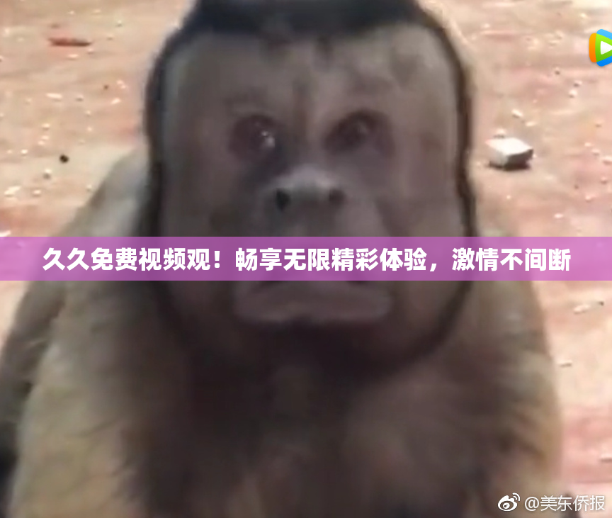 久久免费视频观！畅享无限精彩体验，激情不间断