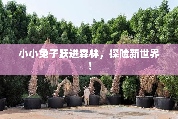 小小兔子跃进森林，探险新世界！