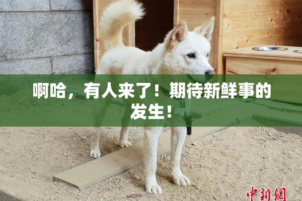 啊哈，有人来了！期待新鲜事的发生！