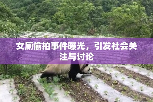 女厕偷拍事件曝光，引发社会关注与讨论