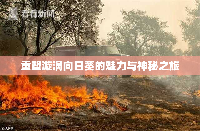重塑漩涡向日葵的魅力与神秘之旅