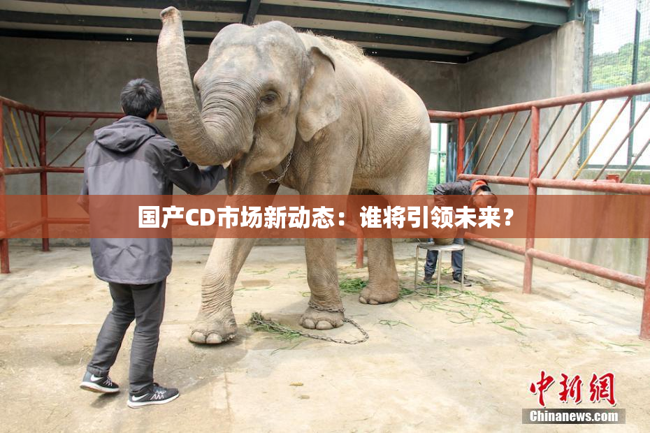 国产CD市场新动态：谁将引领未来？