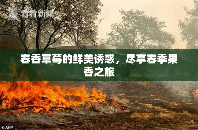 春香草莓的鲜美诱惑，尽享春季果香之旅