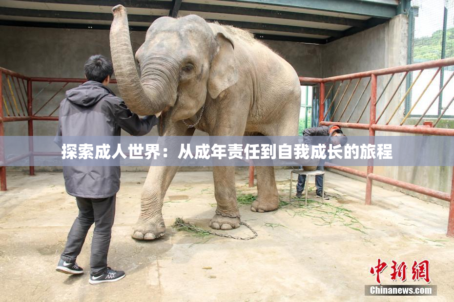 探索成人世界：从成年责任到自我成长的旅程