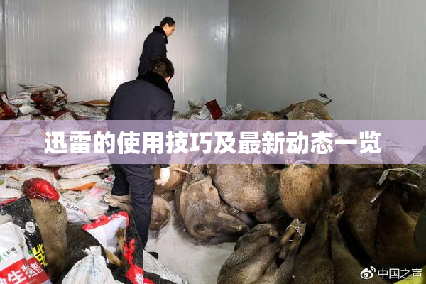 迅雷的使用技巧及最新动态一览
