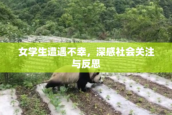女学生遭遇不幸，深感社会关注与反思