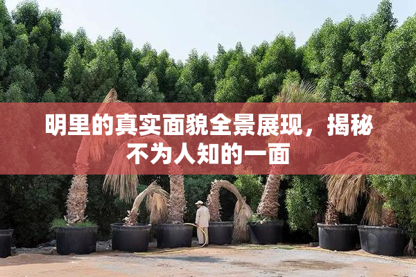 明里的真实面貌全景展现，揭秘不为人知的一面
