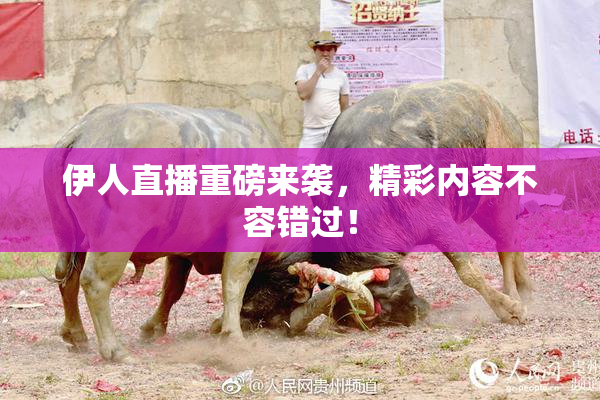 伊人直播重磅来袭，精彩内容不容错过！