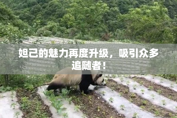 妲己的魅力再度升级，吸引众多追随者！