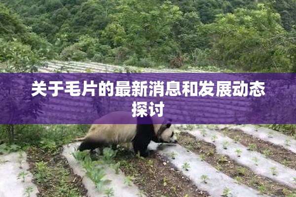 关于毛片的最新消息和发展动态探讨