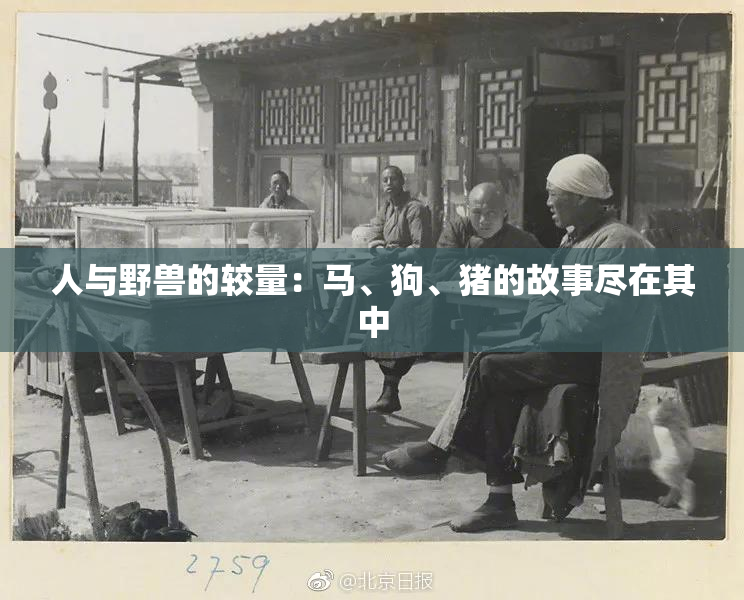 人与野兽的较量：马、狗、猪的故事尽在其中