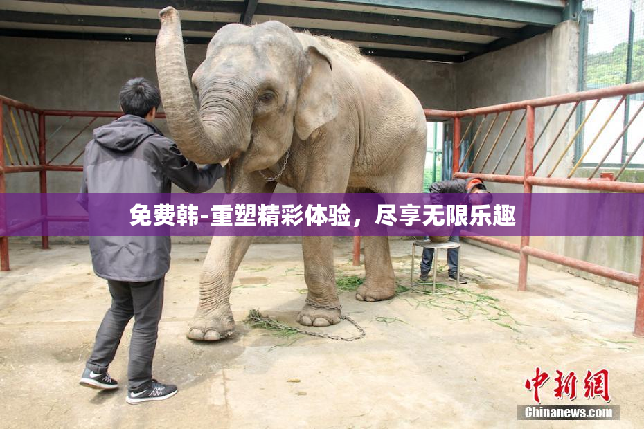 免费韩-重塑精彩体验，尽享无限乐趣