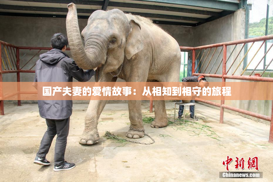 国产夫妻的爱情故事：从相知到相守的旅程