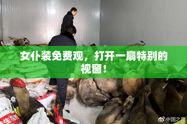 女仆装免费观，打开一扇特别的视窗！
