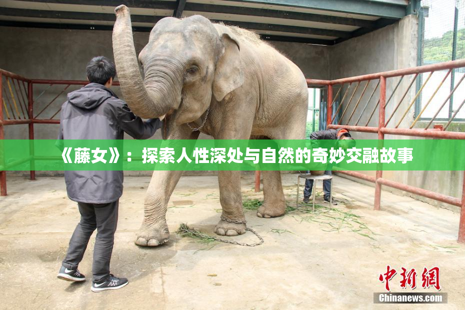 《藤女》：探索人性深处与自然的奇妙交融故事