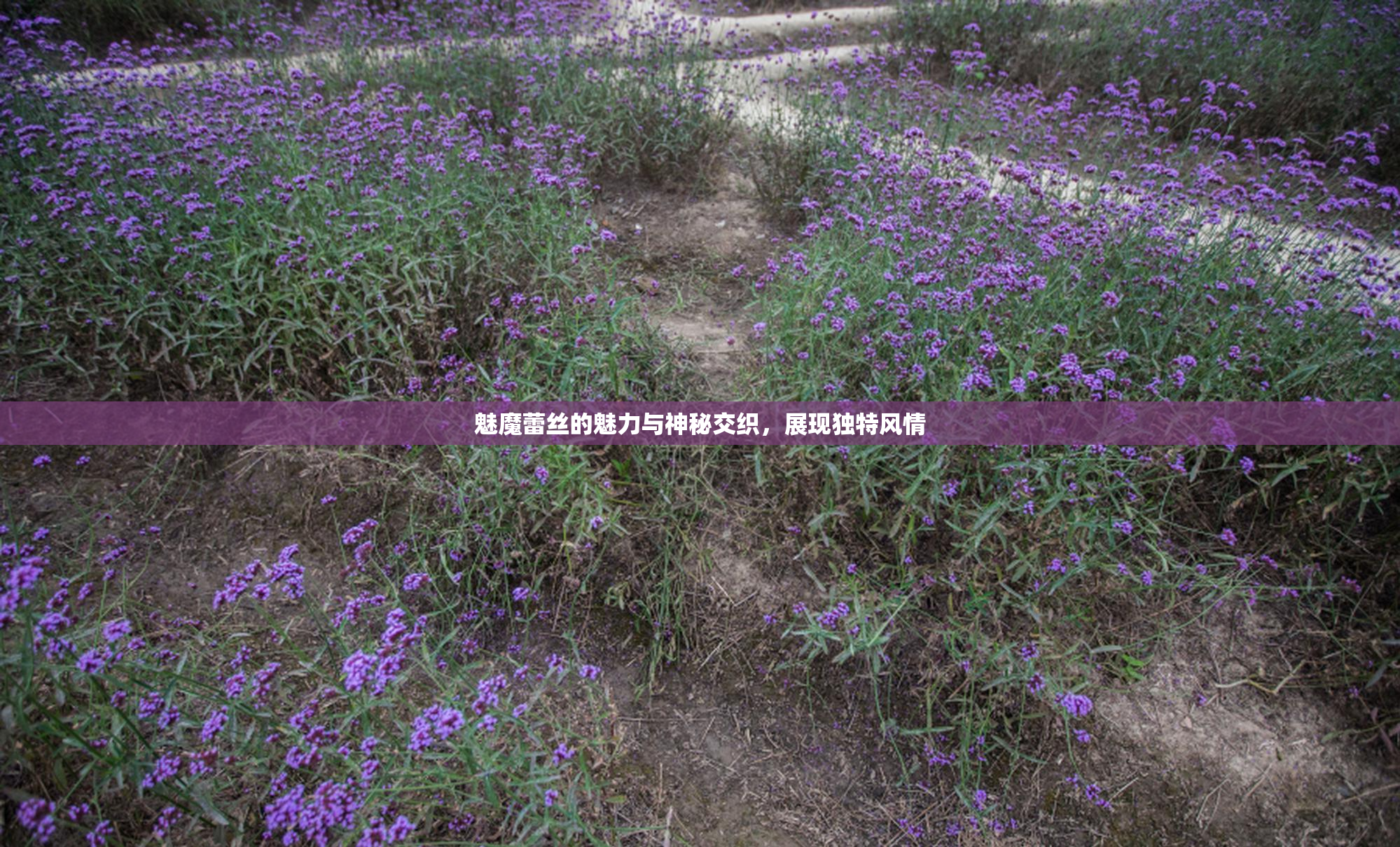 魅魔蕾丝的魅力与神秘交织，展现独特风情